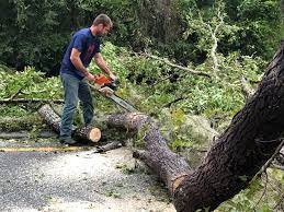 How Our Tree Care Process Works  in  Los Alamos, CA