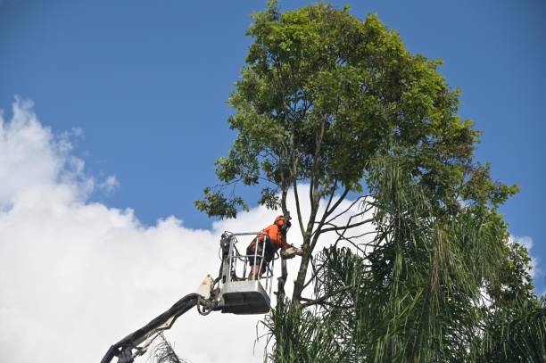 Reliable Los Alamos, CA Tree Care Solutions